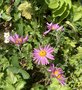 vignette Chrysanthemum x rubellum 'Clara Curtis'