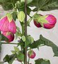 vignette Abutilon × hybridum 'Pink'