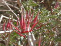 vignette Tapinanthus oleifolius, Namibie