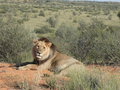 vignette Panthera leo, Namibie