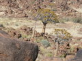 vignette Aloidendron dichotoma, Namibie