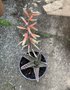 vignette Aloe variegata