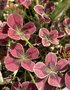 vignette Trifolium repens 'Clover Chocolate' - Trfle