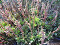 vignette Crassula 'Burgundy'