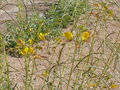 vignette Cleome angustifolia, Namibie