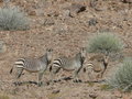 vignette Equus zebra Hartmanii, Namibie