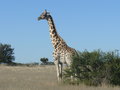 vignette Giraffa camelopardalis, Namibie