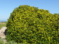 vignette Chrysanthemoides monilifera, Namibie