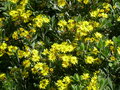 vignette Chrysanthemoides monilifera, Namibie