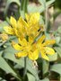vignette Allium molly - Ail jaune