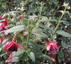 vignette Fuchsia 'Lady Boothby'