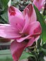 vignette Curcuma alismatifolia 'Siam Splash'