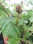 vignette Cyathea australis