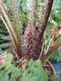 vignette Cyathea australis