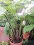 vignette Cyathea australis