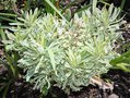 vignette Euphorbia characias ssp. characias 'Burrow Silver'