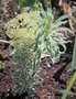 vignette Euphorbia characias 'Tasmanian Tiger'