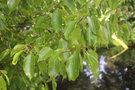 vignette Cinnamomum glanduliferum