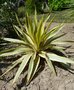 vignette yucca gloriosa bright star