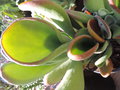 vignette Kalanchoe thyrsiflora 'Oricula'