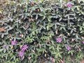 vignette Passiflora 'Amethyst' = Passiflora amethystina = Passiflora violacea