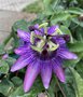 vignette Passiflora 'Amethyst' = Passiflora amethystina = Passiflora violacea