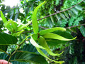vignette Annonaceae - Ylang-ylang - Cananga odorata