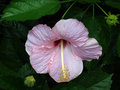 vignette Malvaceae - Hibiscus