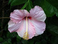 vignette Malvaceae - Hibiscus
