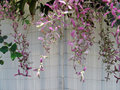 vignette Lamiaceae - Congea Tomentosa - Pluie d'orchides