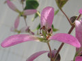vignette Lamiaceae - Congea Tomentosa - Pluie d'orchidées