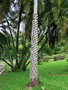 vignette Arecaceae - Phoenix reclinata - Senegal Date Palm