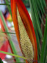 vignette Arecaceae - Phoenix reclinata - Senegal Date Palm