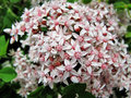 vignette Crassulaceae - Sedum album - Orpin blanc