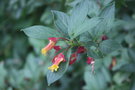 vignette Lonicera involucrata var. ledebourii