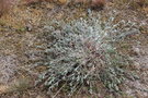 vignette Artemisia campestris ssp. maritima