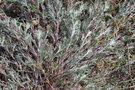 vignette Artemisia campestris ssp. maritima