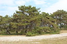 vignette Pinus nigra ssp. & Pinus sylvestris