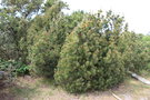 vignette Pinus nigra ssp.