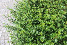 vignette Physocarpus opulifolius cv.