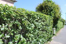 vignette Sorbus intermedia (haie)