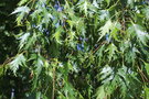 vignette Betula pendula ssp. pendula 'Dalecarlica'
