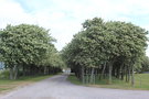 vignette Sorbus intermedia (le d'land)