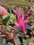 vignette Fuchsia 'Brigitte Engerer'