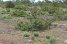 vignette Juniperus communis (le d'land)