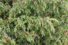 vignette Juniperus communis (le d'land)
