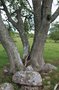 vignette Sorbus intermedia (le d'land)