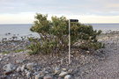 vignette Sorbus intermedia (le d'land. Grankullavik)