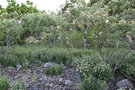 vignette Sorbus intermedia & Vincetoxicum hirundinaria (le d'land. Grankullavik)