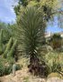 vignette Yucca filifera
